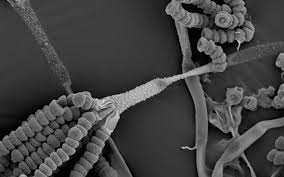 Attēlu rezultāti vaicājumam “Badhamia bethelii spores”