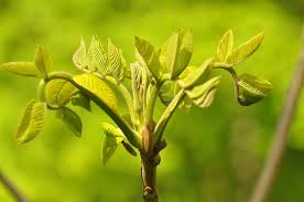 Attēlu rezultāti vaicājumam “Juglans mandshurica”