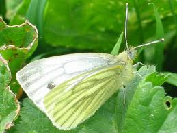 Attēlu rezultāti vaicājumam “Pieris napi underside”