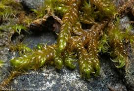 Attēlu rezultāti vaicājumam “Palustriella falcata”