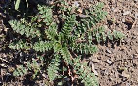 Attēlu rezultāti vaicājumam “Erodium cicutarium bud”