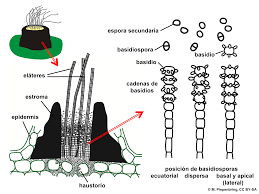 Attēlu rezultāti vaicājumam “Exobasidiales”