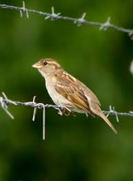 Attēlu rezultāti vaicājumam “Passer domesticus”