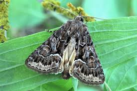 Attēlu rezultāti vaicājumam “Thalpophila matura”