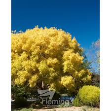 Attēlu rezultāti vaicājumam “Fraxinus excelsior flower”