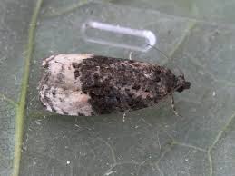 Attēlu rezultāti vaicājumam “Apotomis betuletana”