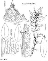 Attēlu rezultāti vaicājumam “Mnium stellare”