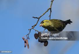 Attēlu rezultāti vaicājumam “Carduelis spinus male”