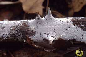 Attēlu rezultāti vaicājumam “Athelia arachnoidea”