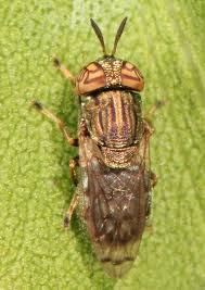 Attēlu rezultāti vaicājumam “Sericomyia lappona”