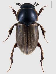 Attēlu rezultāti vaicājumam “Aphodius sp. imago”