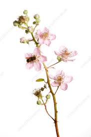 Attēlu rezultāti vaicājumam “Rubus plicatus flower”