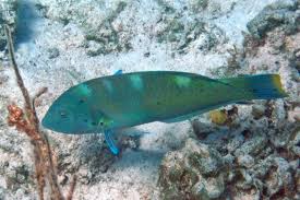 Image result for Halichoeres radiatus