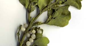 Attēlu rezultāti vaicājumam “Viscum album leaf”