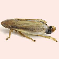 Attēlu rezultāti vaicājumam “Neophilaenus lineatus”