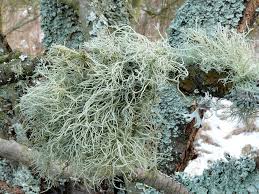 Attēlu rezultāti vaicājumam “Usnea subfloridana”