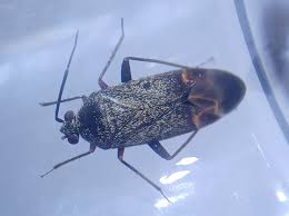 Attēlu rezultāti vaicājumam “Psallus sp.”