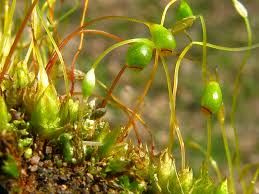 Attēlu rezultāti vaicājumam “Funaria hygrometrica”