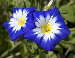 Image result for Prunkwinde