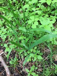Attēlu rezultāti vaicājumam “Cinna latifolia”