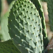 Attēlu rezultāti vaicājumam “Clastodermataceae”
