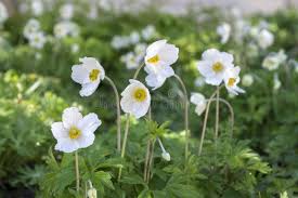 Attēlu rezultāti vaicājumam “Anemone sylvestris leaf”
