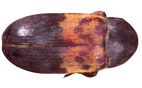 Attēlu rezultāti vaicājumam “Dermestidae”