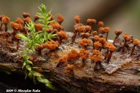 Attēlu rezultāti vaicājumam “Metatrichia floriformis macro”