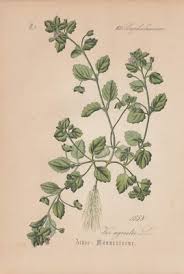 Attēlu rezultāti vaicājumam “Veronica agrestis”