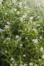 Image result for Gartenkresse