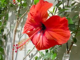 Attēlu rezultāti vaicājumam “Malvaceae”