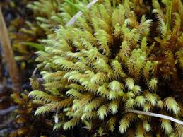 Attēlu rezultāti vaicājumam “Philonotis calcarea”