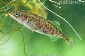 Attēlu rezultāti vaicājumam “Gasterosteus aculeatus”