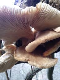 Attēlu rezultāti vaicājumam “Ochropsora ariae spores”