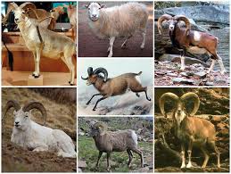 Attēlu rezultāti vaicājumam “Ovis aries juvenile”