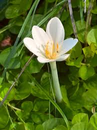 Attēlu rezultāti vaicājumam “Colchicum autumnale flower”