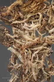 Attēlu rezultāti vaicājumam “Metzgeria furcata”