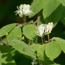 Attēlu rezultāti vaicājumam “Lonicera xylosteum flower”