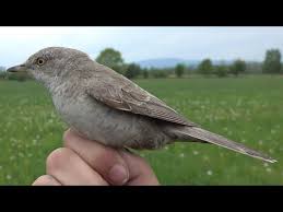 Attēlu rezultāti vaicājumam “Sylvia nisoria”