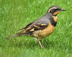 Image result for Ixoreus naevius