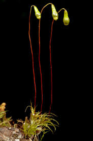 Attēlu rezultāti vaicājumam “Leptobryum pyriforme sporophyte”