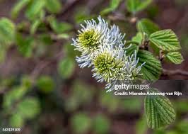 Attēlu rezultāti vaicājumam “Fothergilla major”