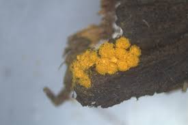 Attēlu rezultāti vaicājumam “Oligonema persimile spores”