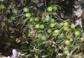 Attēlu rezultāti vaicājumam “Pleuridium subulatum”