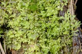 Attēlu rezultāti vaicājumam “Riccardia multifida”