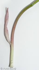 Attēlu rezultāti vaicājumam “Polygonatum odoratum bud”