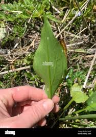 Attēlu rezultāti vaicājumam “Alisma lanceolatum leaf”