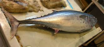 Image result for Euthynnus alletteratus