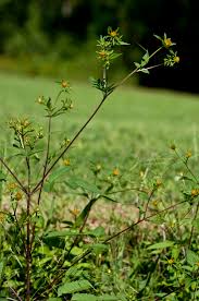 Attēlu rezultāti vaicājumam “Bidens tripartita”