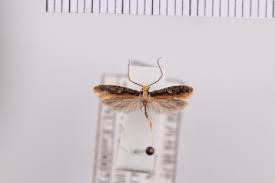 Attēlu rezultāti vaicājumam “Monopis monachella”